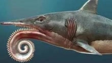 这是无人见过的古生物 螺旋状牙齿可秒杀人类