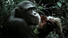 实拍“丛林斗士”黑猩猩吃猴子并与同类厮杀