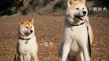如何区分秋田与柴犬？
