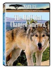 改变美国的狼