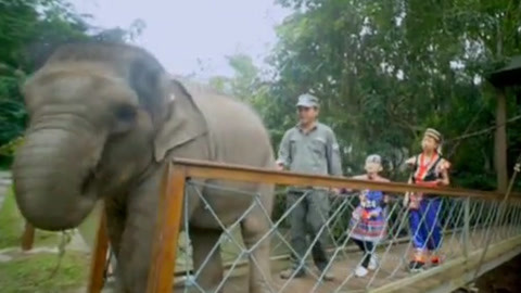 萌娃与野象林间漫步 学习护理大象小知识