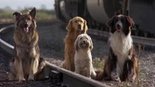 狗们的火车之别：宾果的友谊让人落泪