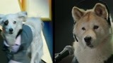 萌犬好声音3：狗界娱乐圈阴谋 对口型假唱可还行？