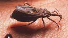 恐怖吸血虫携带疾病竟已感染一千万人！达尔文也死在它的手上