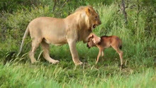 小角马把误把狮子当妈妈直撒娇，狮子懵圈：我面相这么和善？