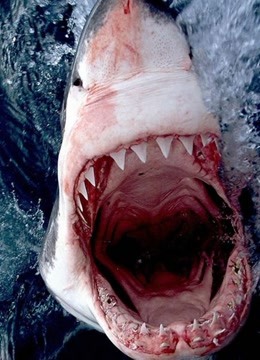 【海底大猎杀】饥饿鲨进化世界