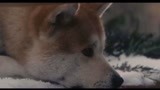 因《忠犬八公》而闻名的日本犬种——秋田犬，到底有多忠诚？