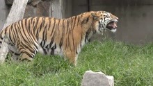 帅气的老虎，动物园生活无忧无虑，时常自个卖萌搞怪