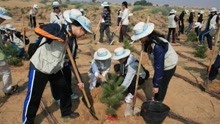 韩国人跑到中国种植棵树