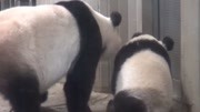 熊貓香香和媽媽在門前焦急等待：怎麼還不給熊家送吃的來？