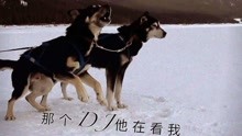 加拿大艾伯特之雪橇狗：狗生巅峰！好嗨呦！