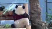 熊貓香香吃竹子一臉享受，萌胖的背影讓人看了好想抱抱
