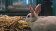 美女科学家用兔子和毒液结合做实验  兔兔：害怕到瑟瑟发抖