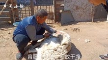 河北农村大叔剪羊毛，手法利落，一看就是老手