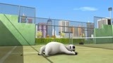 倒霉熊与企鹅妹妹打网球 熊熊真的太蠢了