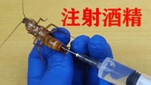 [图]把“酒精”注射进蟑螂体内，猜猜小强能坚持多久？