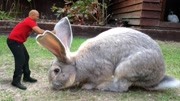史上最大的兔子！