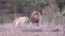 “繁衍”的季节来了！雄狮对母狮猛烈进攻， 下一秒憋住别笑！
