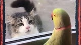 鹦鹉和大脸猫的爱恨情仇