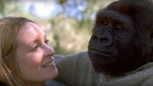 奇葩：国外女子和大猩猩结婚，婚后表示：猩猩很单纯！