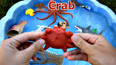 带你认识海洋里的红螃蟹玩具