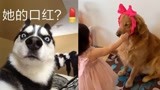 狗生太难了 还要当练手化妆