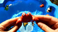 带你认识水盆里的红色螃蟹玩具
