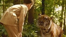 男孩养了一只小老虎，对它像亲人一样，养大后却把它放回森林！