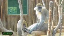 可爱的猴子风采逛动物园