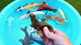 带你认识在大海里生活的海狮玩具