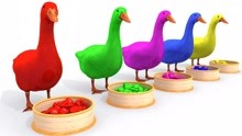 小鸭子吃彩色的糖豆变色