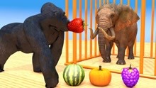 黑猩猩拾水果喂大象