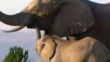 《小象寻母》小象与母亲的生活 永远不想长大 