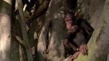 《小象寻母》小象们遇见爱说话的黑猩猩 还要去找妈妈呢 