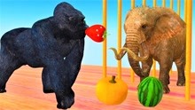 黑猩猩拾水果喂大象骆驼