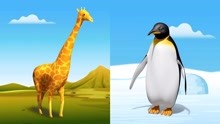 企鹅和长颈鹿玩游戏