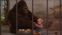 一岁小孩幸运点满，被劫匪绑架后跑到动物园，让猩猩给自己当保镖