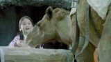 熊猫人：赤南介动物园认识与骆驼说话的女孩涵涵