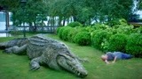 百万巨鳄：鳄鱼发狂误杀养鳄人，竟留下泪水，这一幕令人落泪！