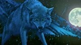 血狼犬：狼群就要攻破车，蓝波带着狗狗们前来救主，和狼厮杀！
