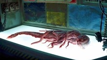 科幻怪兽电影：海底钻探遭遇神秘生物，却是克苏鲁怪兽身上的跳蚤