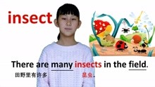 动物篇insect昆虫 牛津初高中小学少儿童英语单词和例句子 常荣