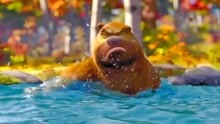 猛熊出浴图