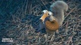 冰川时代2：松鼠与小鸟抢松果，就像比武一招一式，太可爱了！