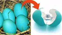 4种世界上最独特的鸟蛋，tiffany蓝竟然从鸟蛋上得来的灵感？