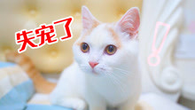 [图]铲屎官突然不理猫咪，猫会什么反应？猫：我失宠了！