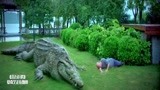 百万巨鳄：巨鳄发狂误杀养鄂人，最后竟留下泪水，看着令人心碎