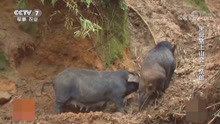 黑母猪上山会“情郎”，寻找野公猪，养殖户高兴得很