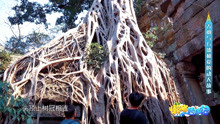 柬埔寨塔布隆寺古树与石墙的动人故事