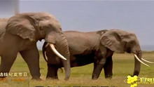 发情的公象找不到合适的母象，荷尔蒙迫使它继续向前寻找